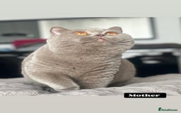 British Shorthair cats for sale: British shorthair & longhair Great Pedigree  - Image 12