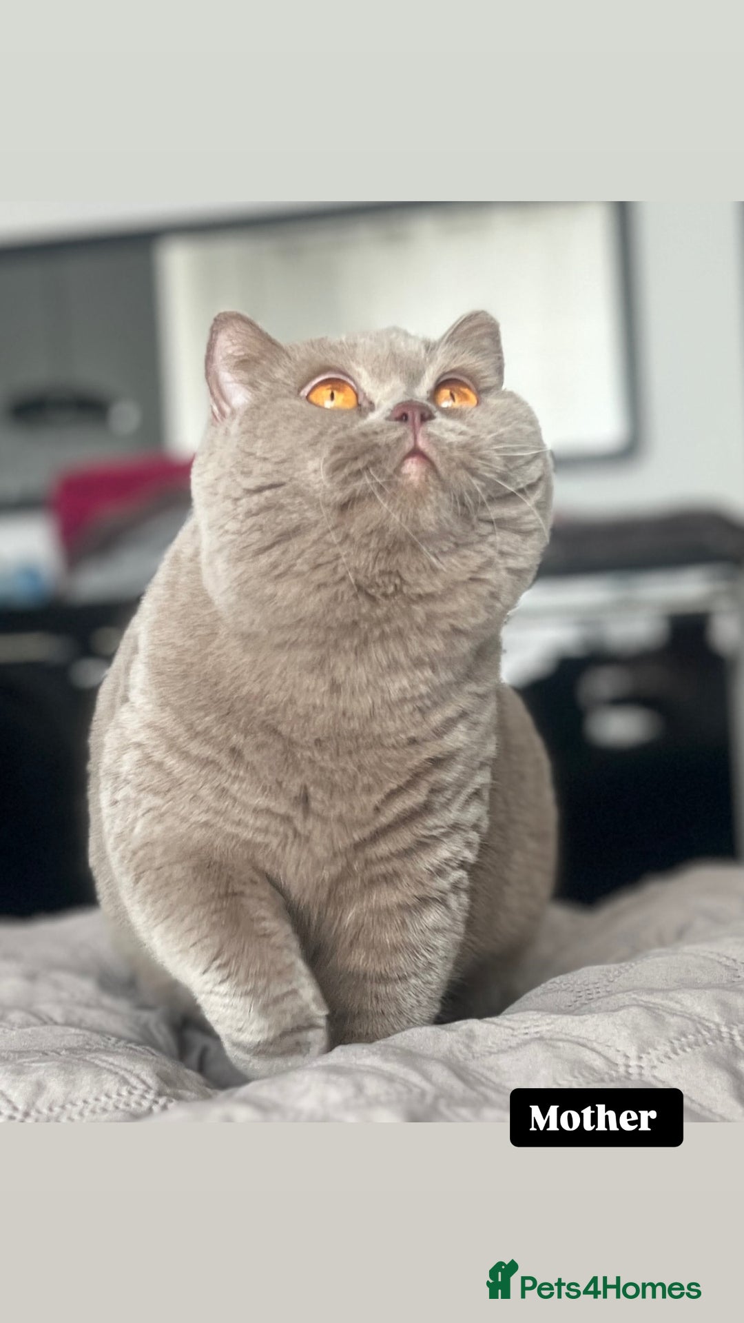 British Shorthair cats for sale: British shorthair & longhair Great Pedigree  - Image 12