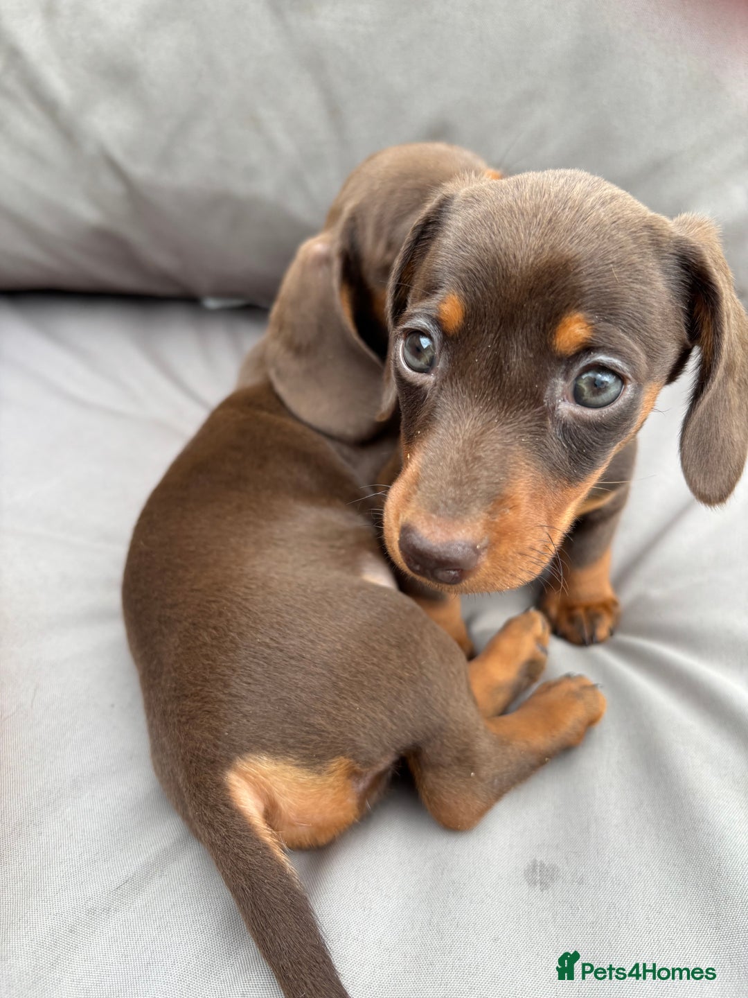 Miniature Dachshund dogs for sale: Miniature dachshunds - Image 27