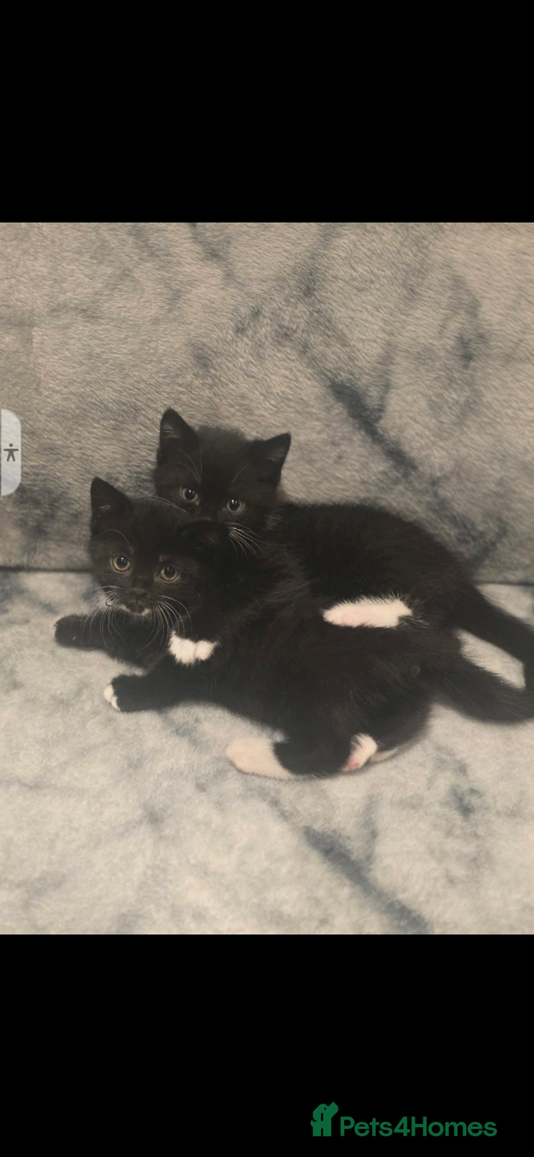 British Shorthair cats for sale: Lovely kittens  - Image 6