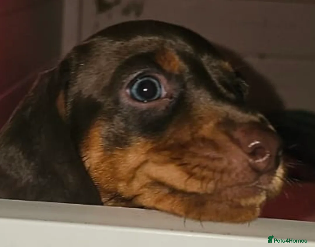 Dachshund dogs for sale: Beautiful minature Dachshund  - Advert 1