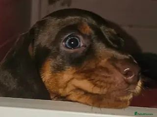 Dachshund dogs Beautiful minature Dachshund - Advert 17