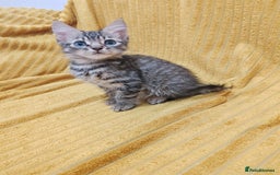 Mixed Breed cats for sale: TINY TABBY MALE KITTEN VIDEOS - Image 7