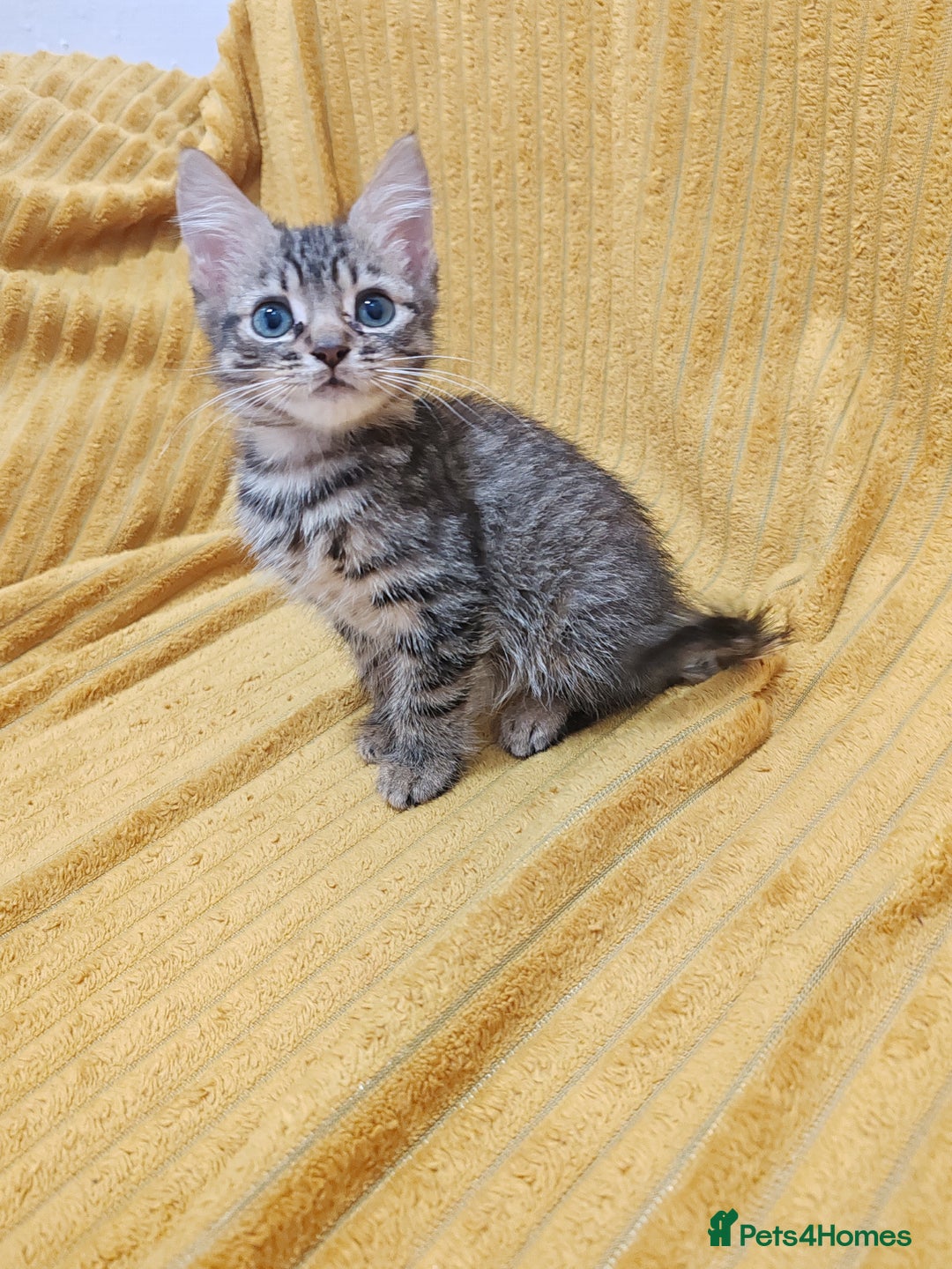 Mixed Breed cats for sale: TINY TABBY MALE KITTEN VIDEOS - Image 7