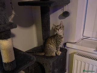 Mixed Breed cats Last little girl wanting forever home - Advert 19