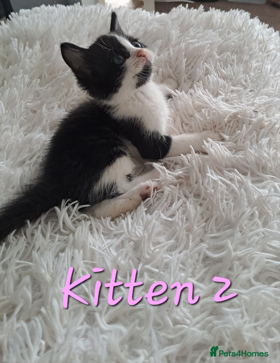 Mixed Breed cats for sale: 4 Stunning kittens for sale - Image 8