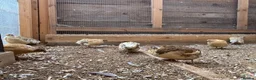 Quail poultry for sale: Quails  - Advert 4