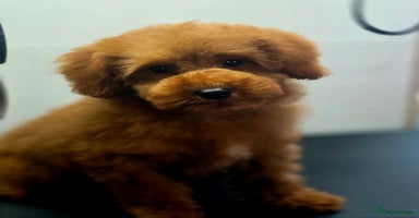 Miniature Poodle dogs - Advert 15