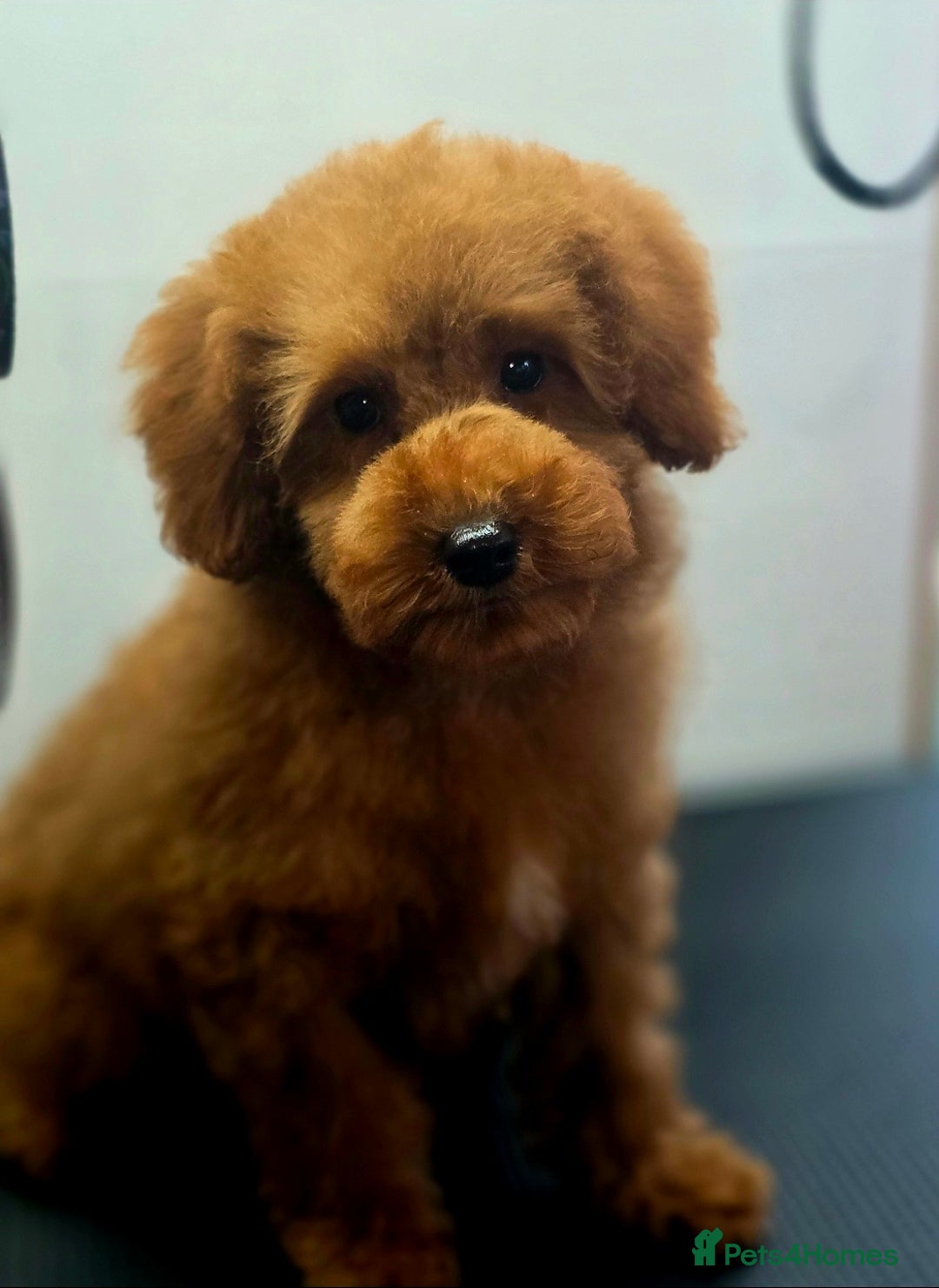 Miniature Poodle dogs for sale: MINIATURE POODLE PUPPIES - Image 6