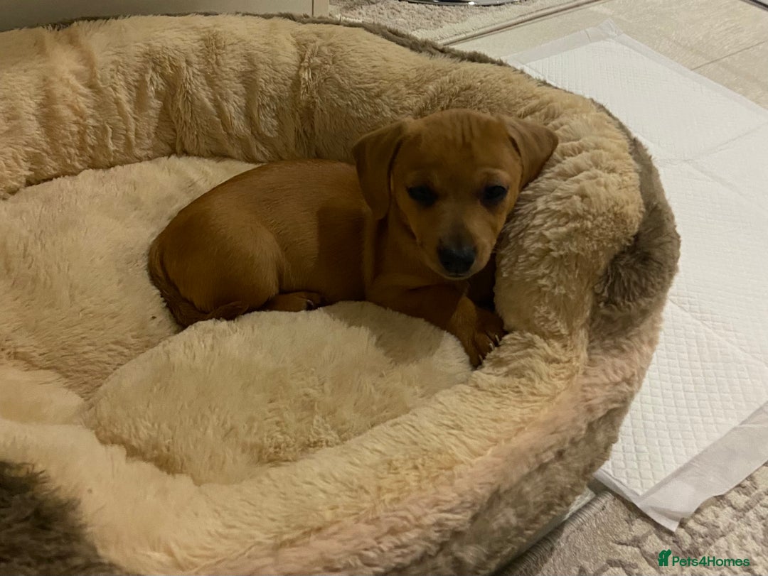 Mixed Breed dogs for sale: Jack Russell puppies ready to leave  - Advert 10