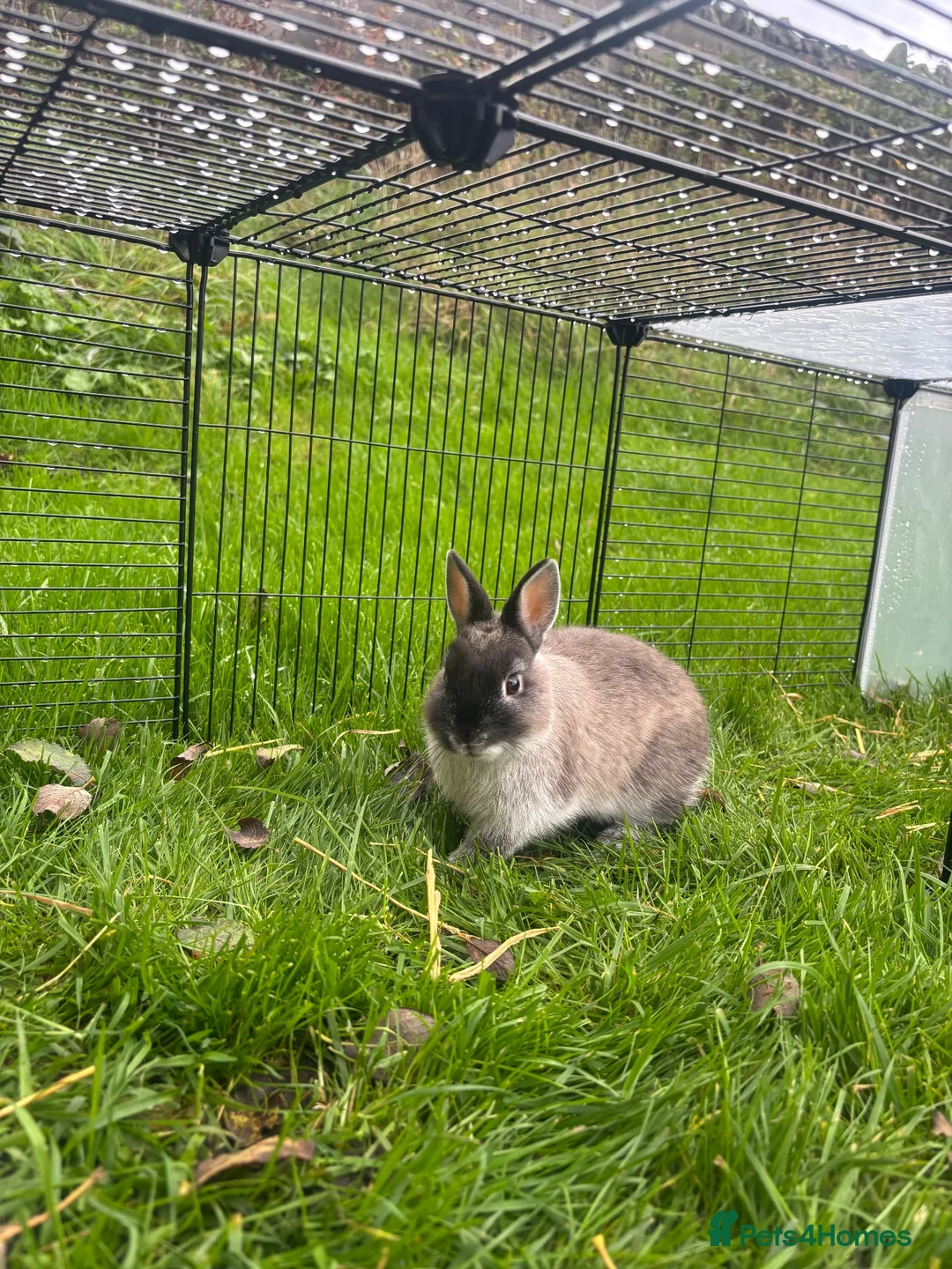Netherland Dwarf rabbits for sale: Wilf  - Advert 4