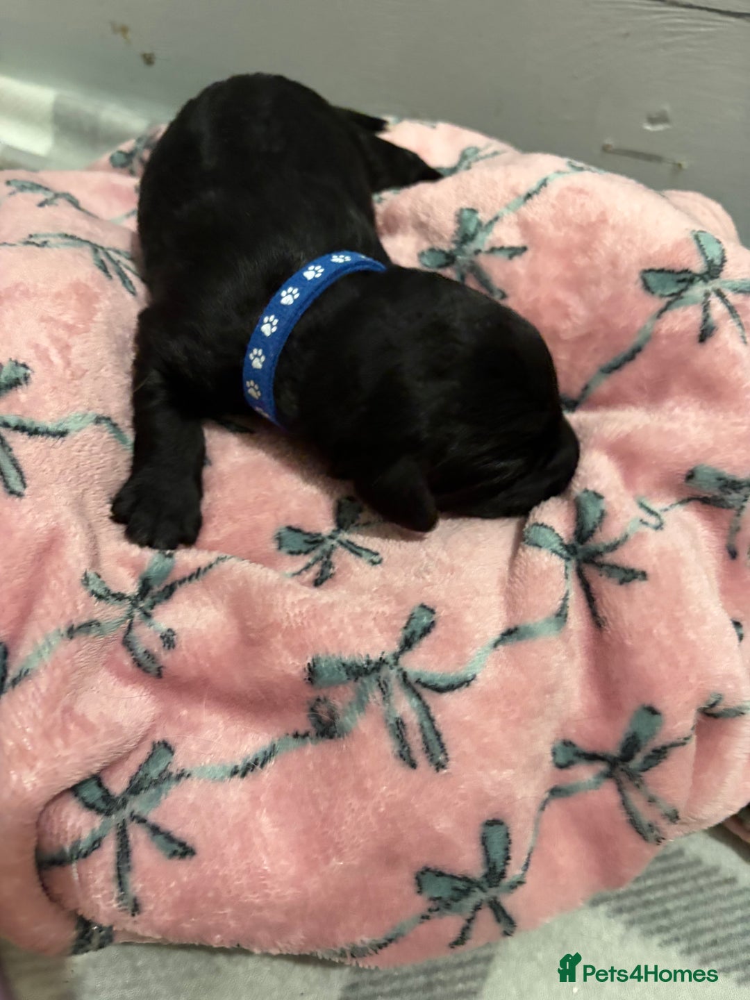 Cockapoo dogs for sale: Cockapoo puppies for sale  - Advert 2