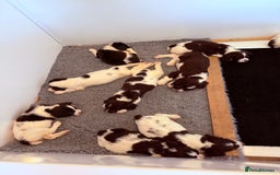 English Springer Spaniel dogs for sale: Springer spaniel pups  - Image 6