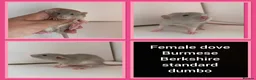 Rat rodents for sale: Adorable baby rats for sale  - Advert 12