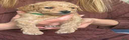 Cockapoo dogs for sale: ONLY 1 LEFT - Toy Cockapoo GIRL Available Now - Advert 31
