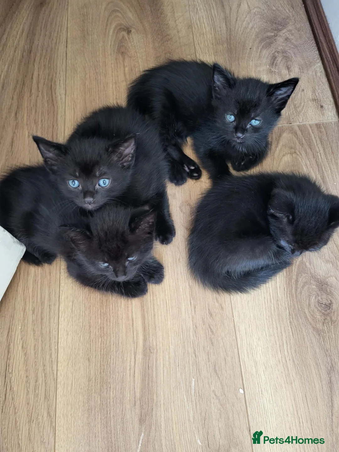 Mixed Breed cats for sale: 7 black kitten  - Advert 4