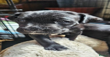 Mixed Breed dogs - Advert 9