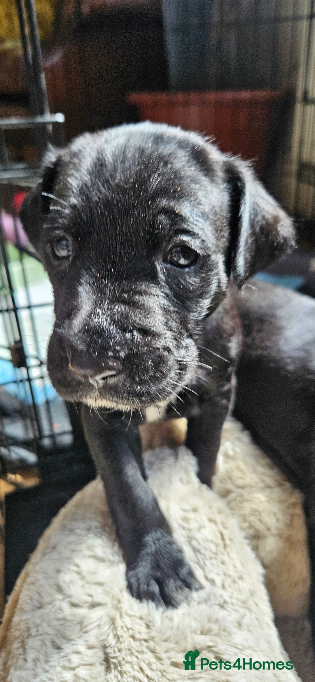 Mixed Breed dogs for sale: Dalmation x Labrador puppies  - Image 3