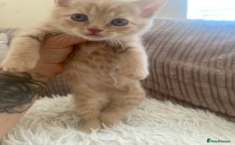 Domestic Shorthair cats - Advert 4