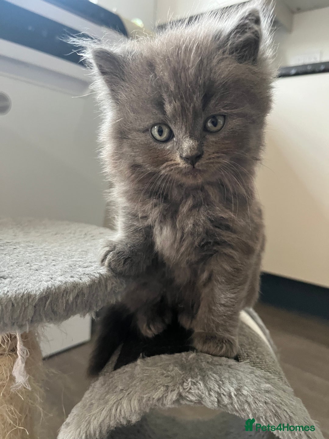 British Longhair cats for sale: British longhair kittens with Persian lineage - Image 9
