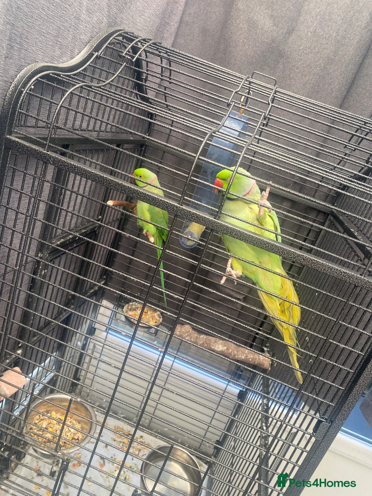 Parakeets birds ronnie and reggie  - Advert 18