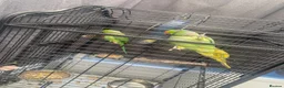 Parakeets birds for sale: ronnie and reggie  in Chelmsford - Advert 1