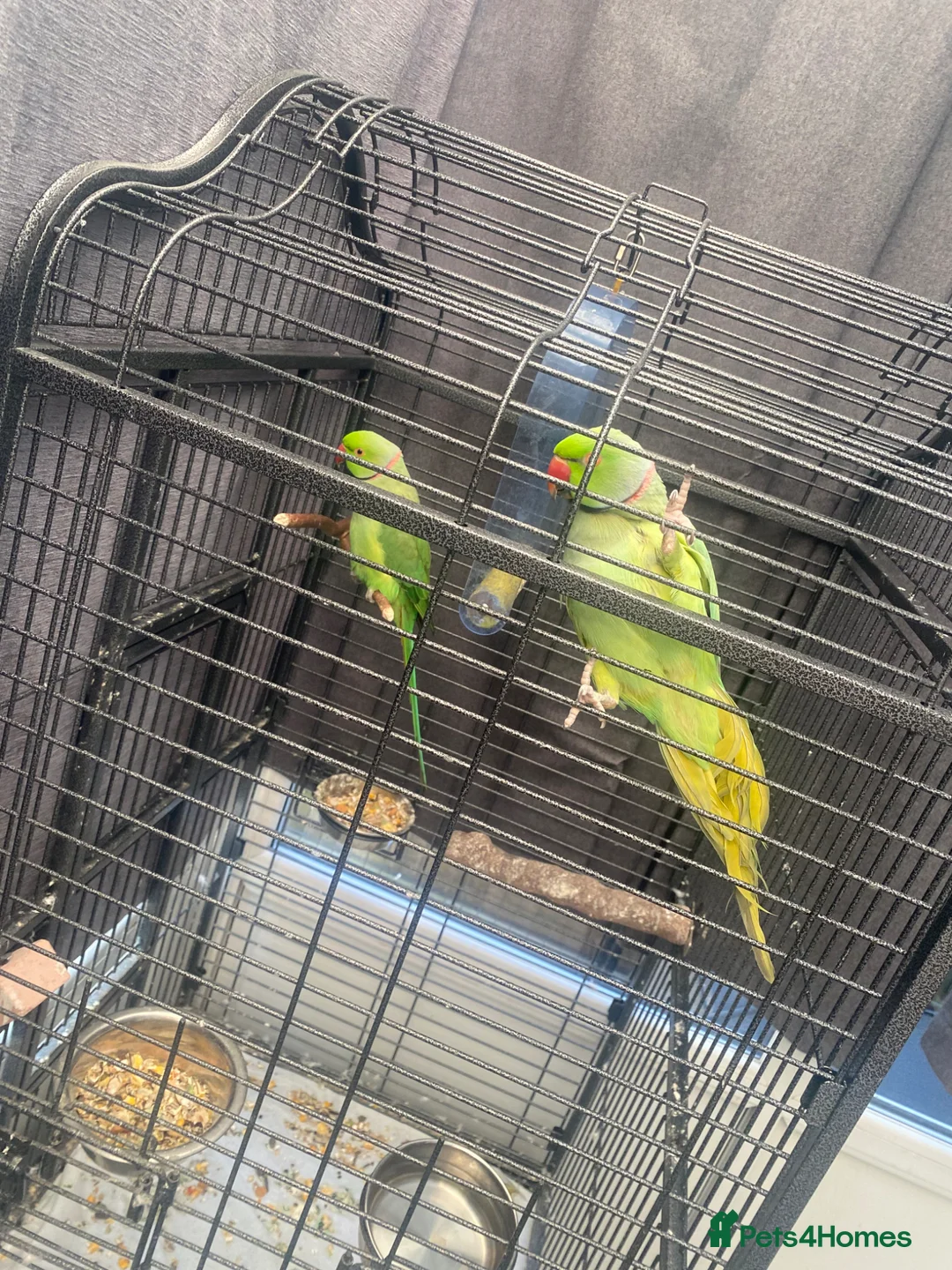 Parakeets birds for sale: ronnie and reggie  in Chelmsford - Advert 1