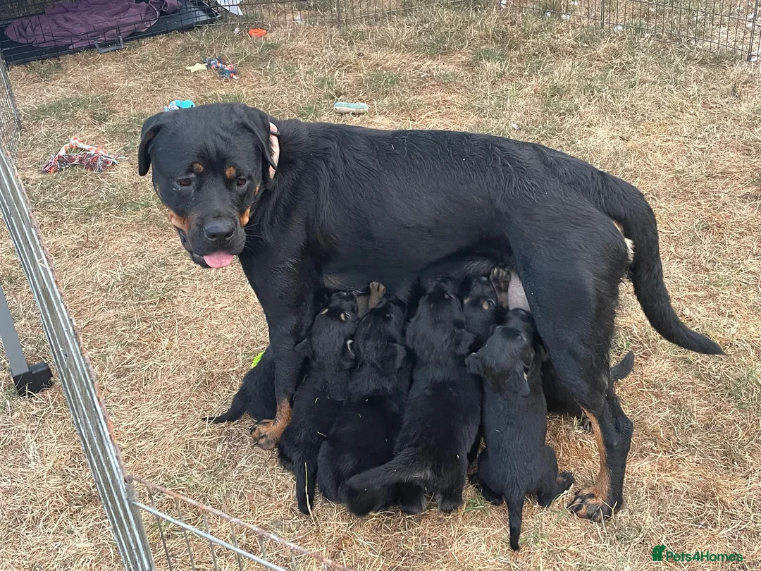 Mixed Breed dogs for sale: Adorable litter of Rottweiler cross GSD in Lewes - Advert 14