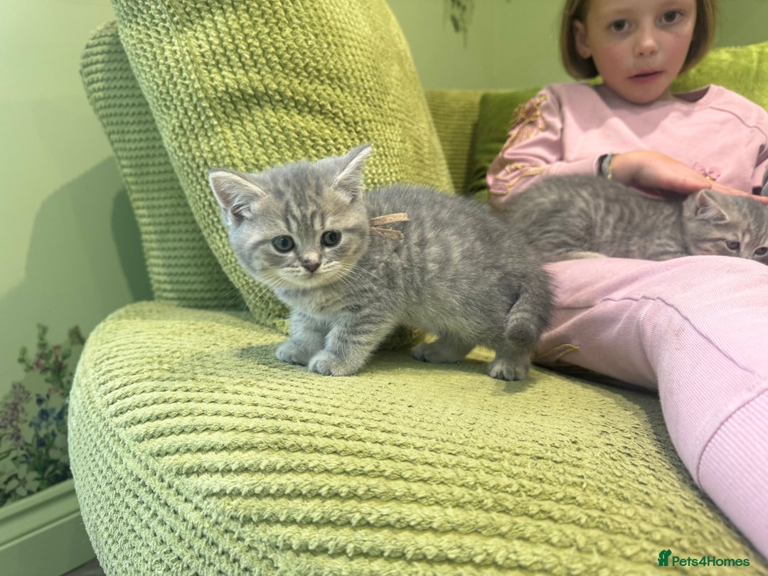 British Shorthair cats for sale: British blue / Scottish striaght kittens  - Image 7