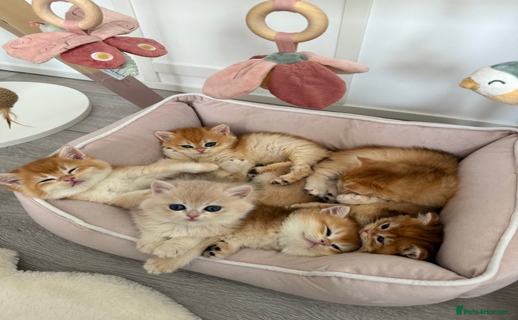 Brazilian Shorthair cats - Advert 2