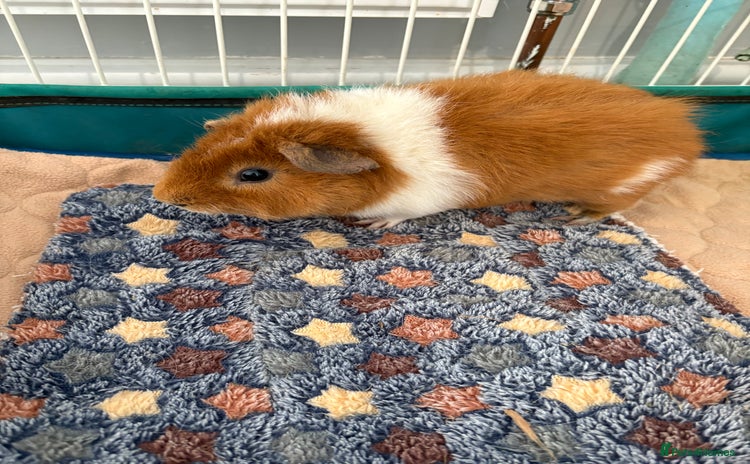 Guinea Pig rodents - Advert 10