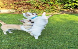 Chihuahua dogs for sale: Smooth coat boys available - Image 3