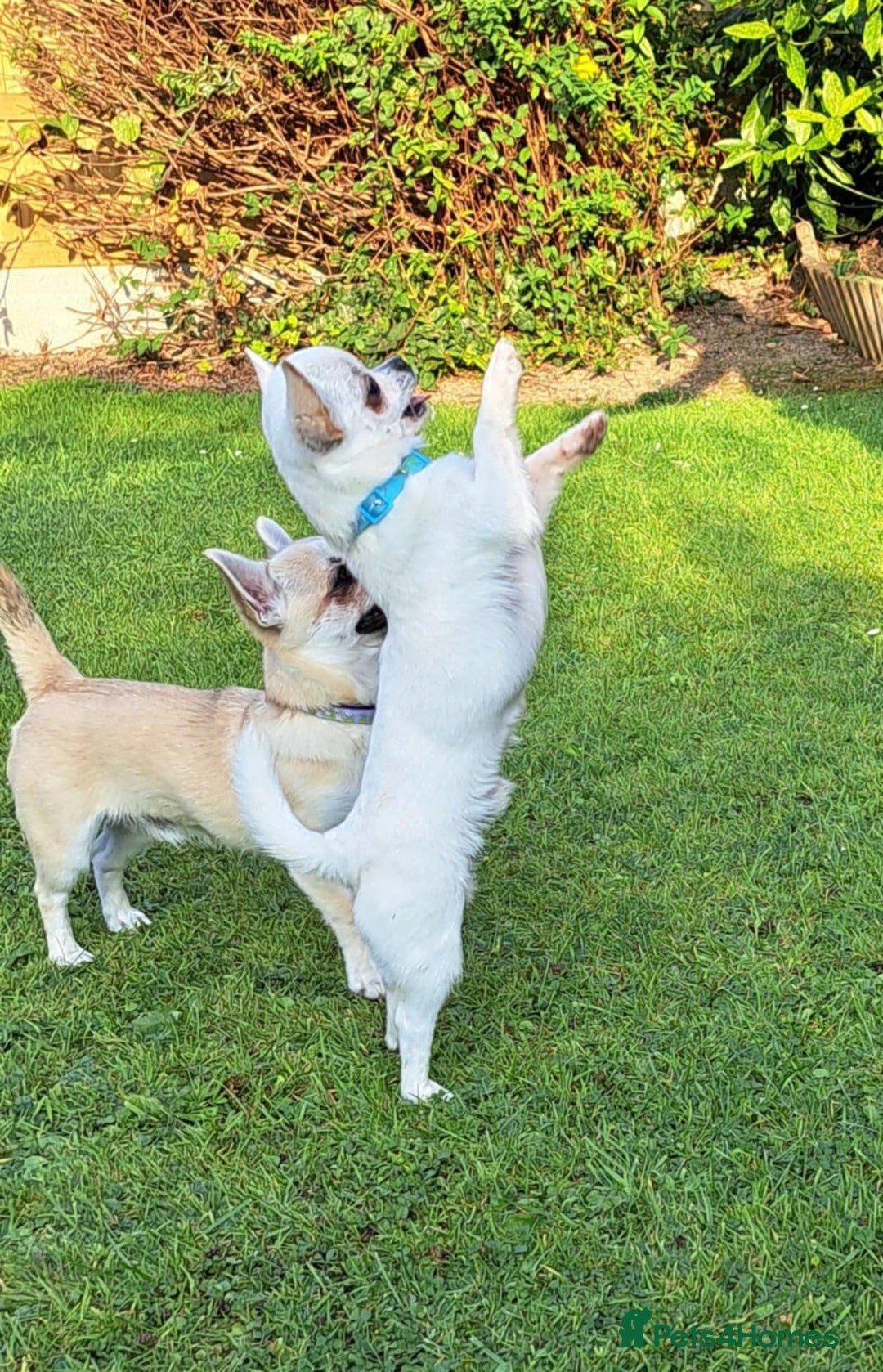 Chihuahua dogs for sale: Smooth coat boys available - Image 3