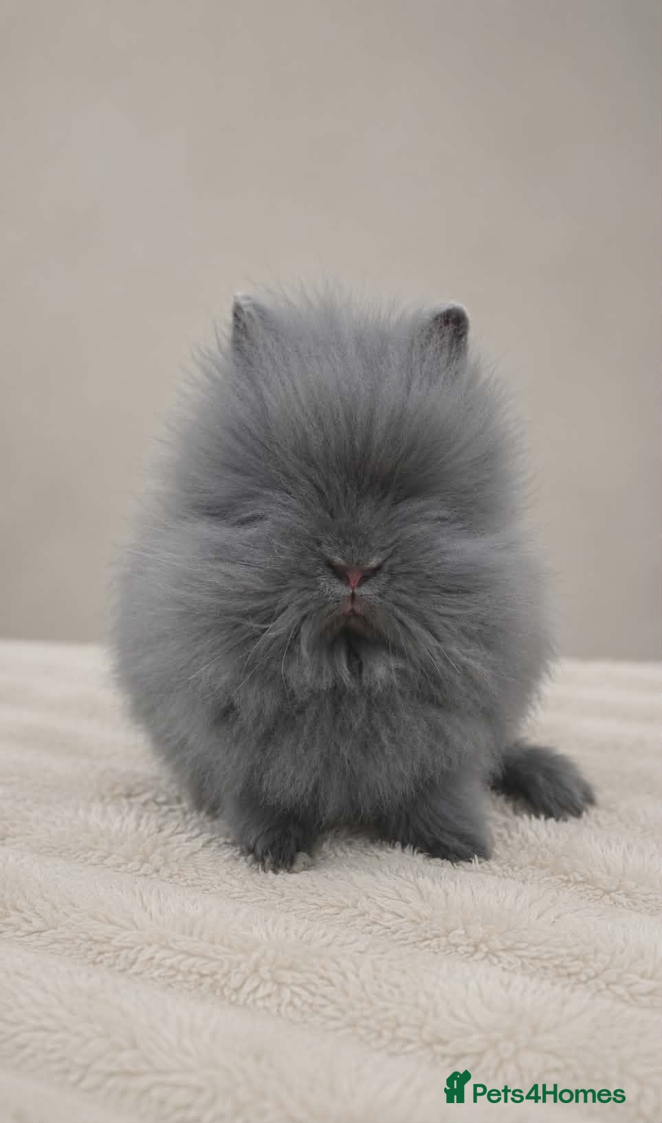 Lionhead rabbits Blue self lionhead buck 12 weeks  - Advert 12
