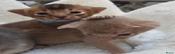 Abyssinian cats for sale: Gorgeous Tica  Abyssinian Kittens  - Advert 6