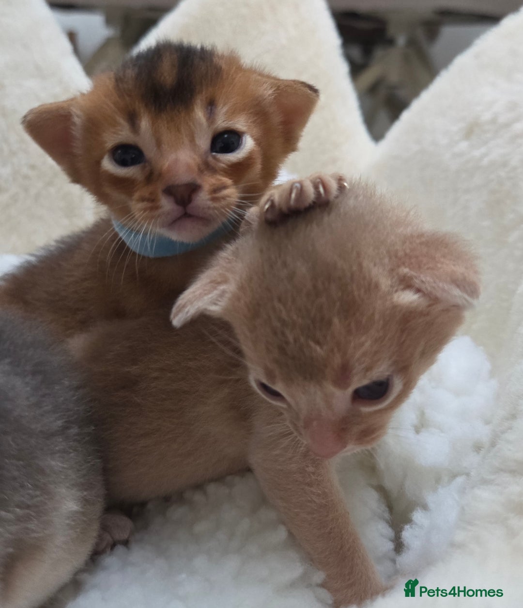 Abyssinian cats for sale: Gorgeous Tica  Abyssinian Kittens  - Advert 6