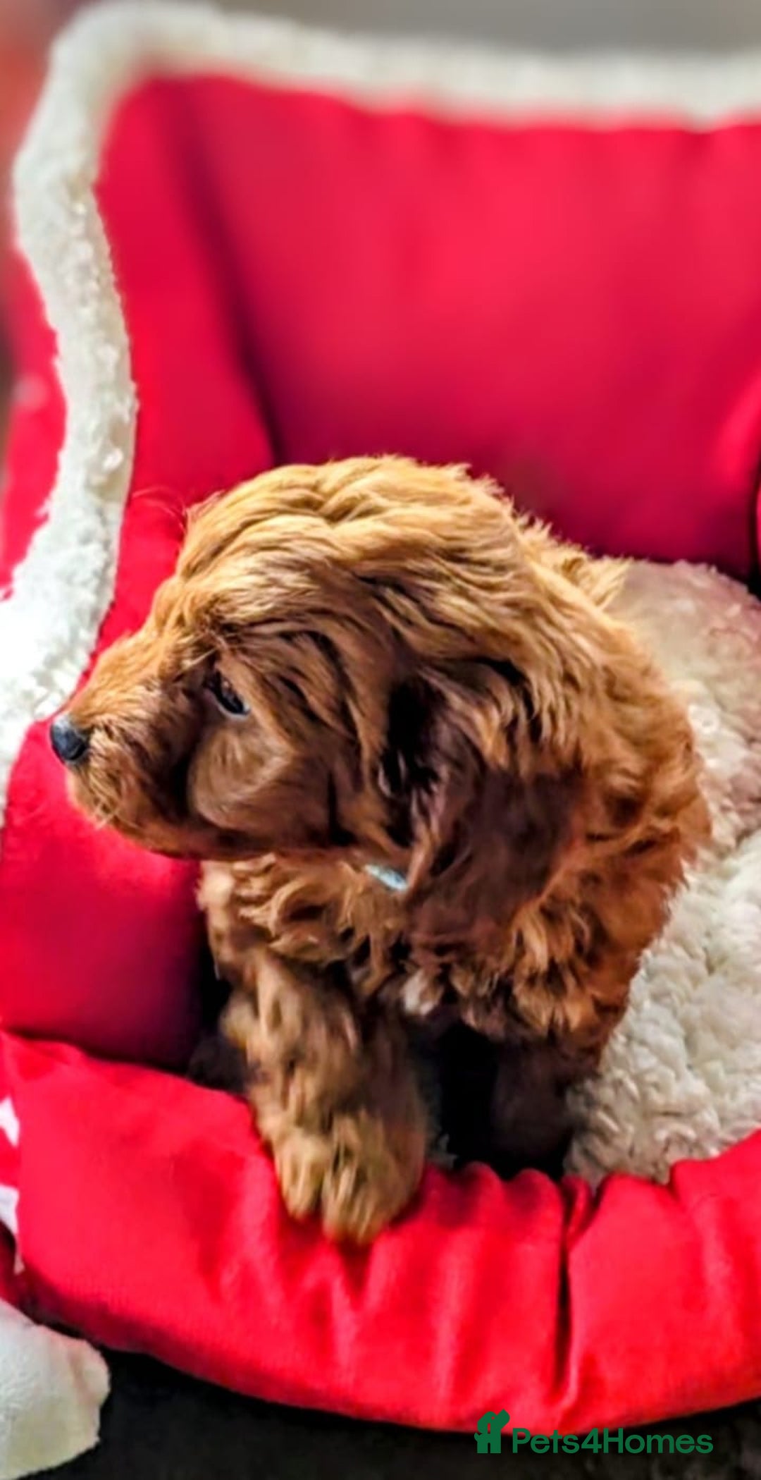 Cockapoo dogs for sale: GENUINE F1B COCKAPOO PUPPIES  - Advert 5