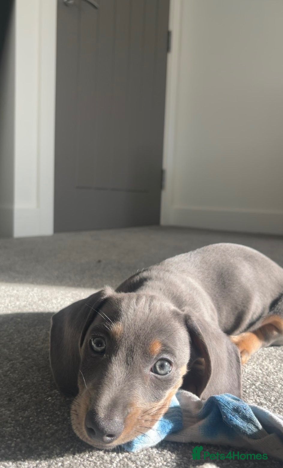Dachshund dogs Gorgeous minature daschund puppy blue  - Advert 3