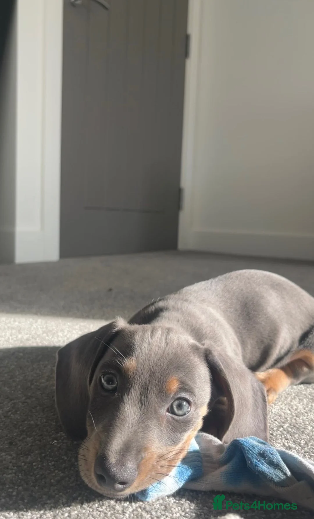 Dachshund dogs for sale: Gorgeous minature daschund puppy blue  - Advert 1