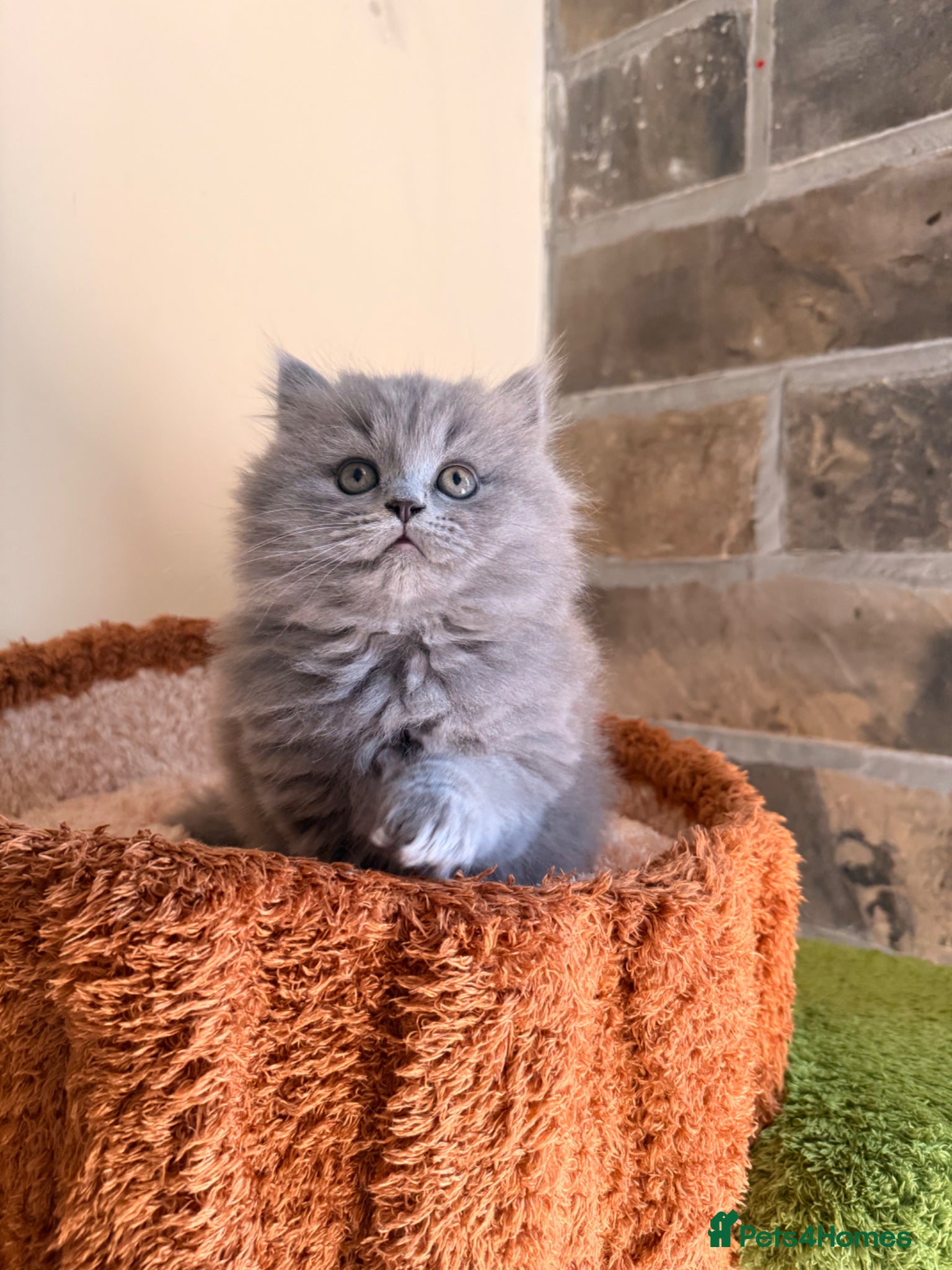 British Longhair cats 1 Lilac boy left! Ready now ❤️ - Advert 5