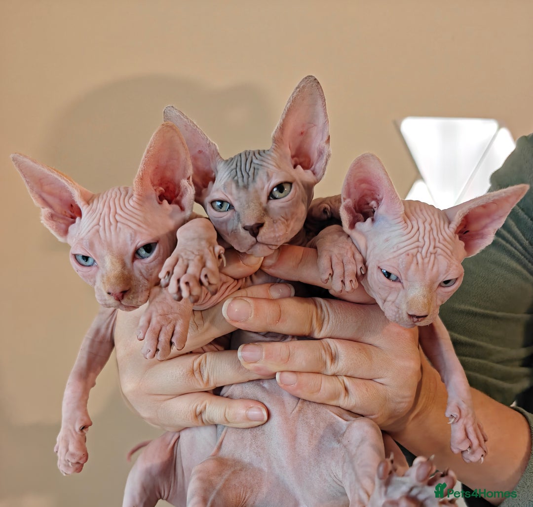 Sphynx Kittens for sale in London, Greater London Pets4Homes