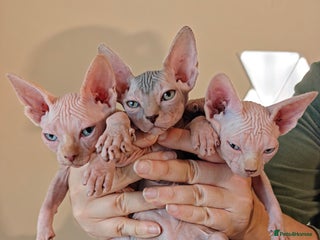 Sphynx cats - Advert 20