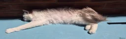 Ragdoll cats for sale: Beautiful Female Ragdoll Looking for a Loving Home - Advert 16