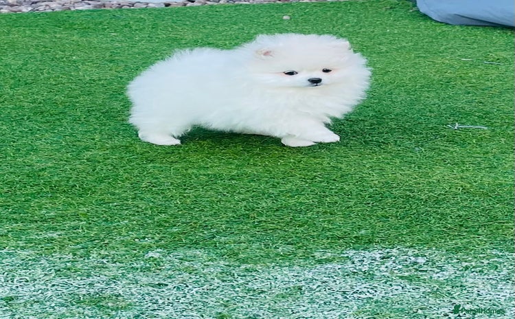 Pomeranian dogs in Ashton-under-Lyne - Advert 19