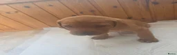 Mixed Breed dogs for sale: ALL REHOMED Vizslador Puppies  - Advert 33
