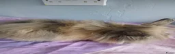 Lionhead rabbits for sale: 2 lion head rabbits female  - Advert 7