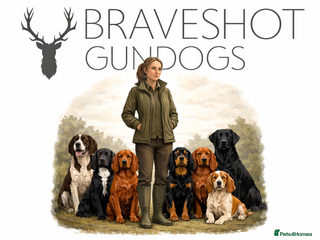 Cocker Spaniel dogs Proven health tested stud dog - Advert 1