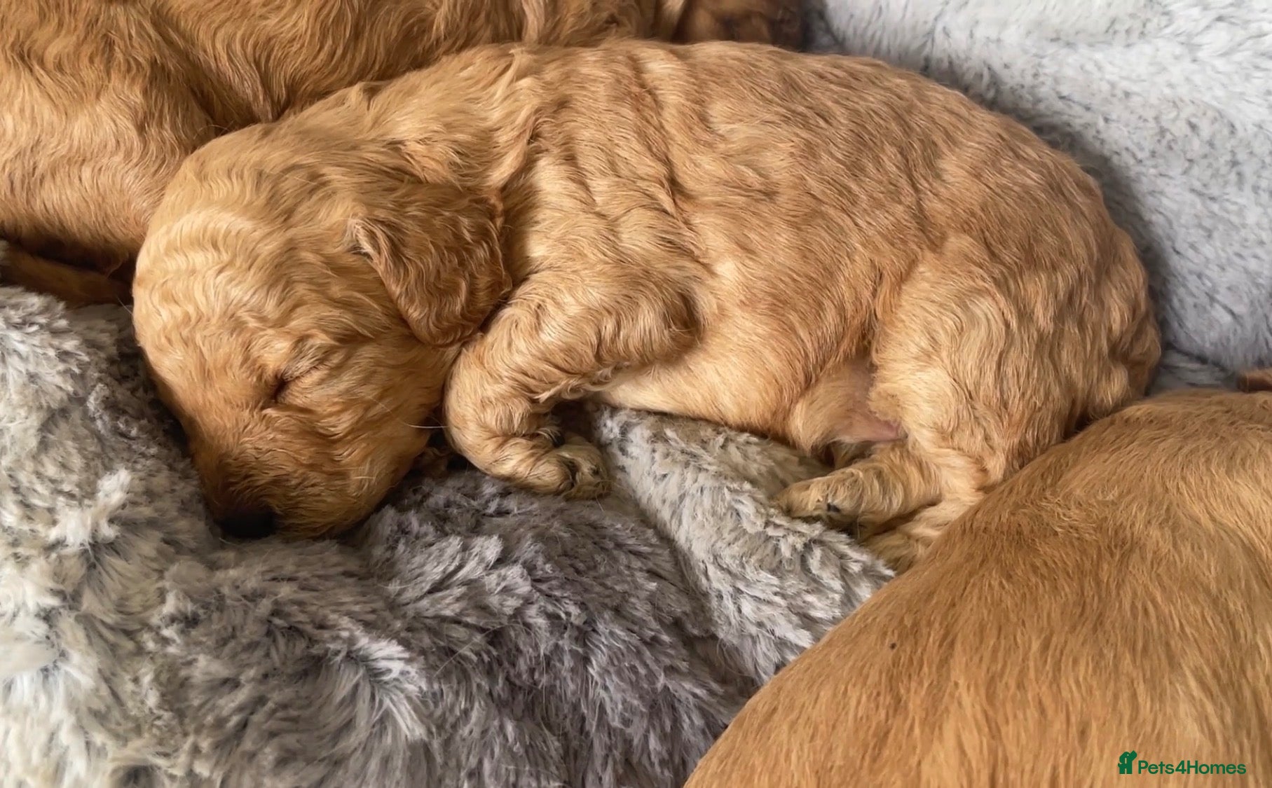 Cockapoo dogs 5⭐️ genetic tested Cockapoo Cream, Apricot, Red  - Advert 1