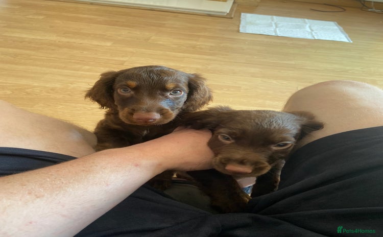 Cocker Spaniel dogs - Advert 8
