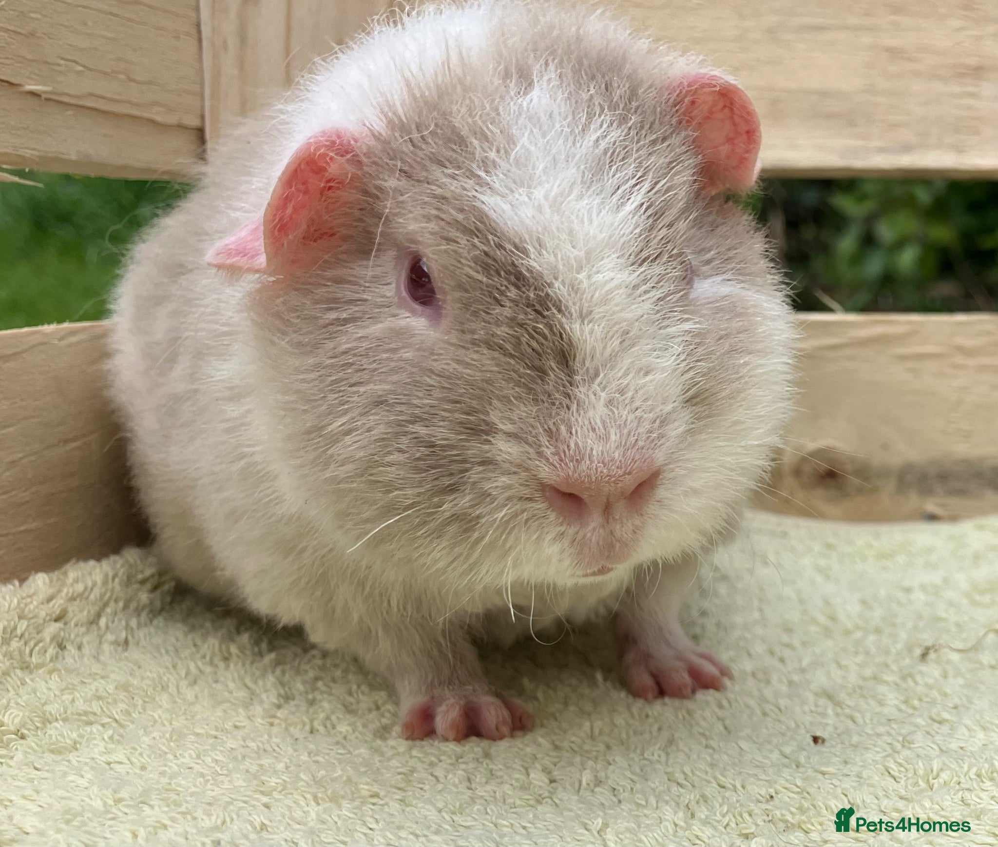 Guinea Pig rodents STUNNING pure bred Teddy boar/boy/male - Advert 20